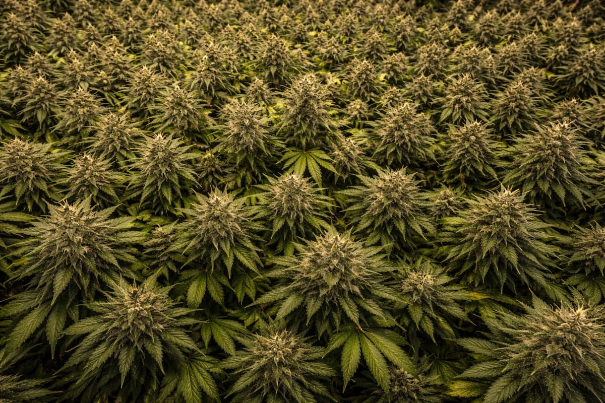 Dense cannabis canopy
