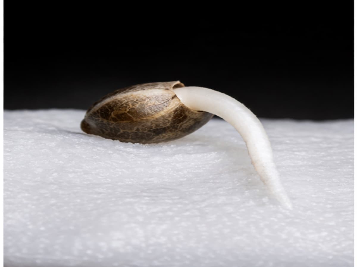 Cannabis seed with tap root emerging on paper towel